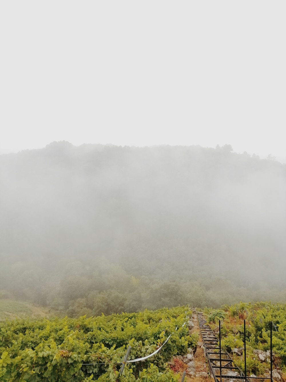 green grass field with fog