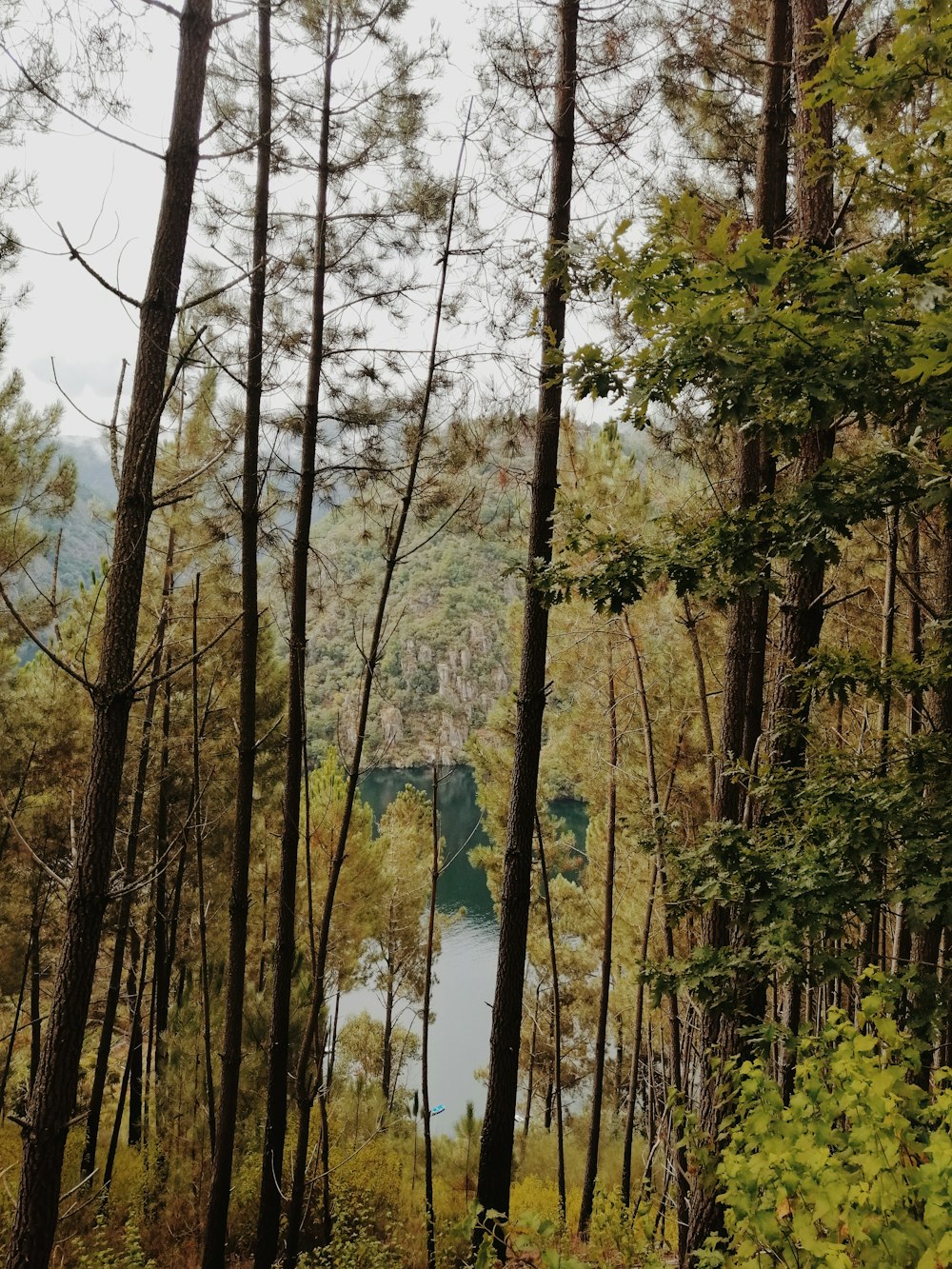 green trees near body of water during daytime