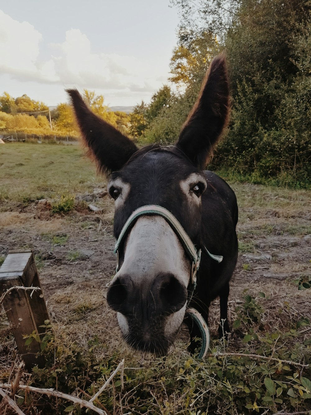 cavallo bianco e nero che mangia l'erba durante il giorno