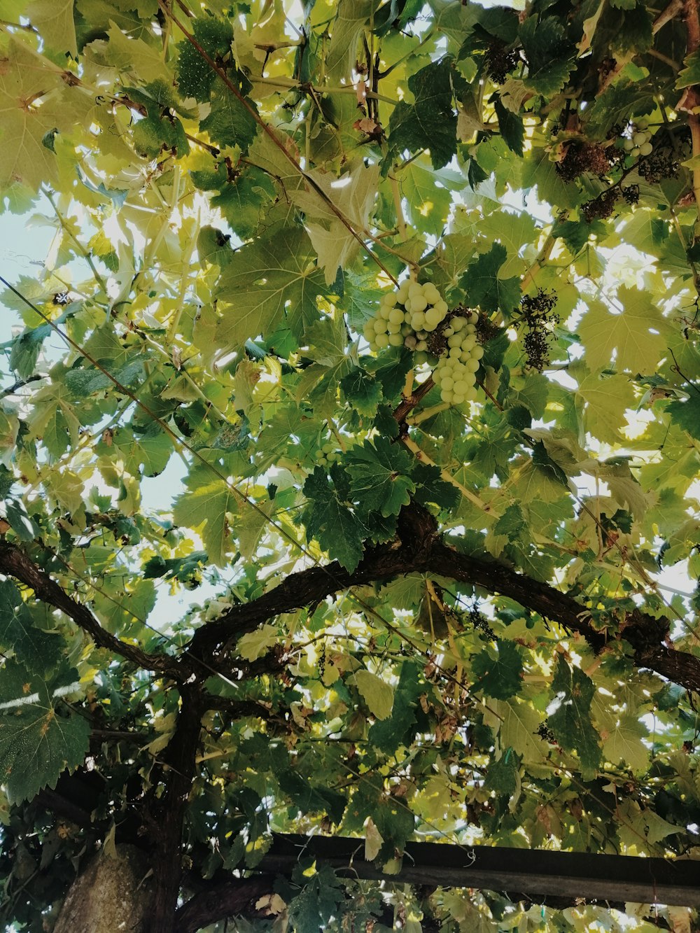 green and brown maple tree