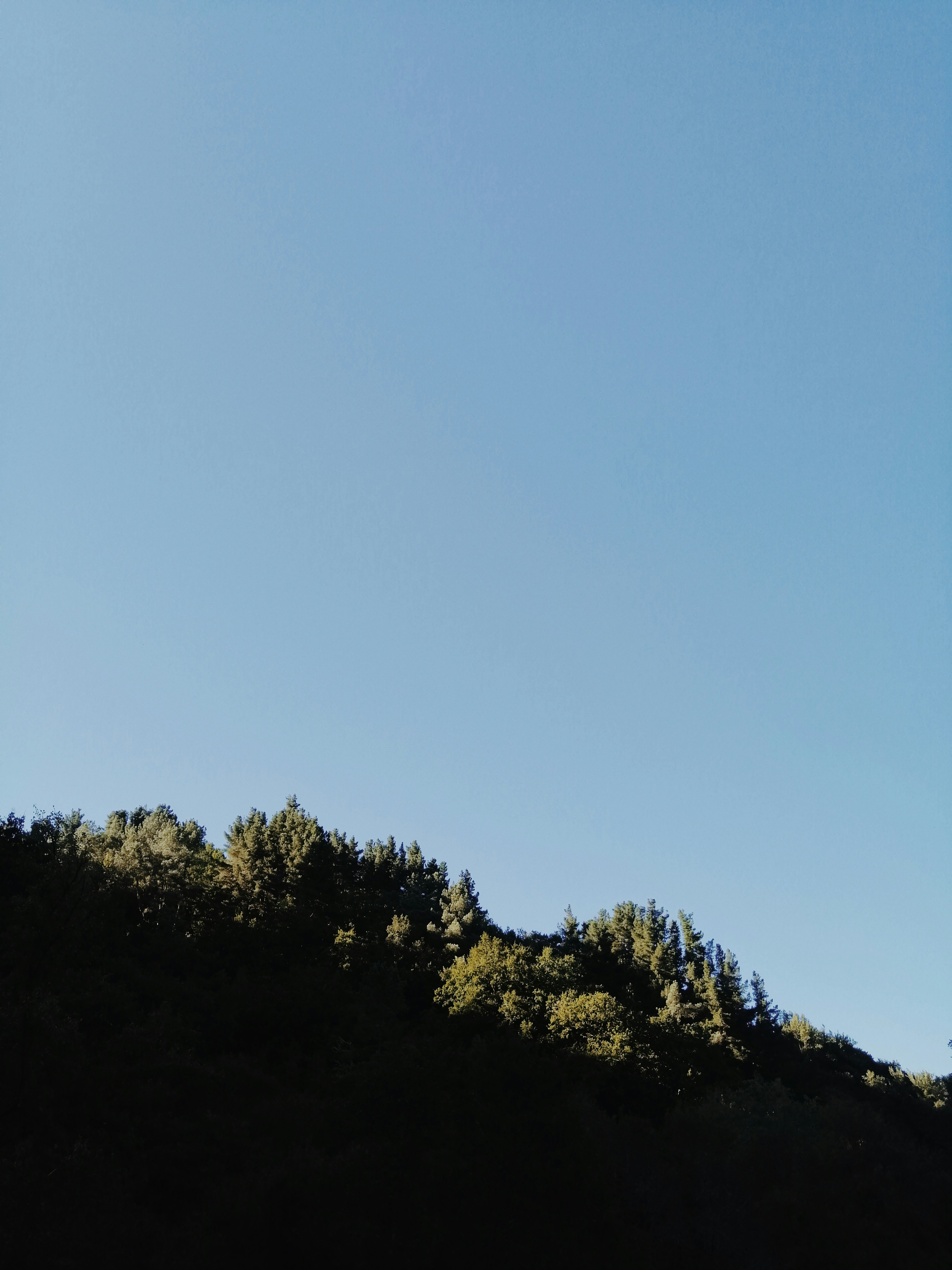 green trees under blue sky during daytime