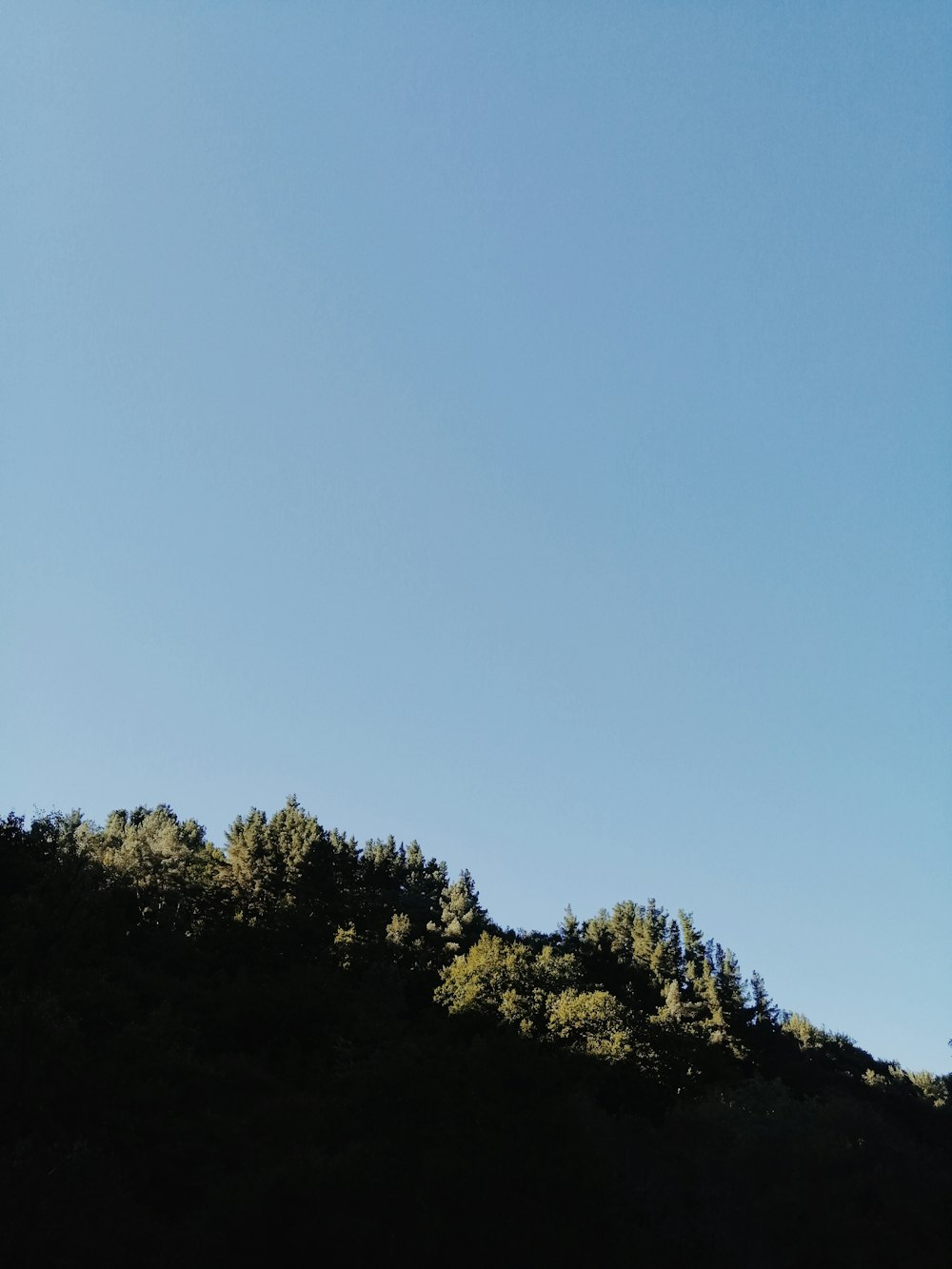 green trees under blue sky during daytime