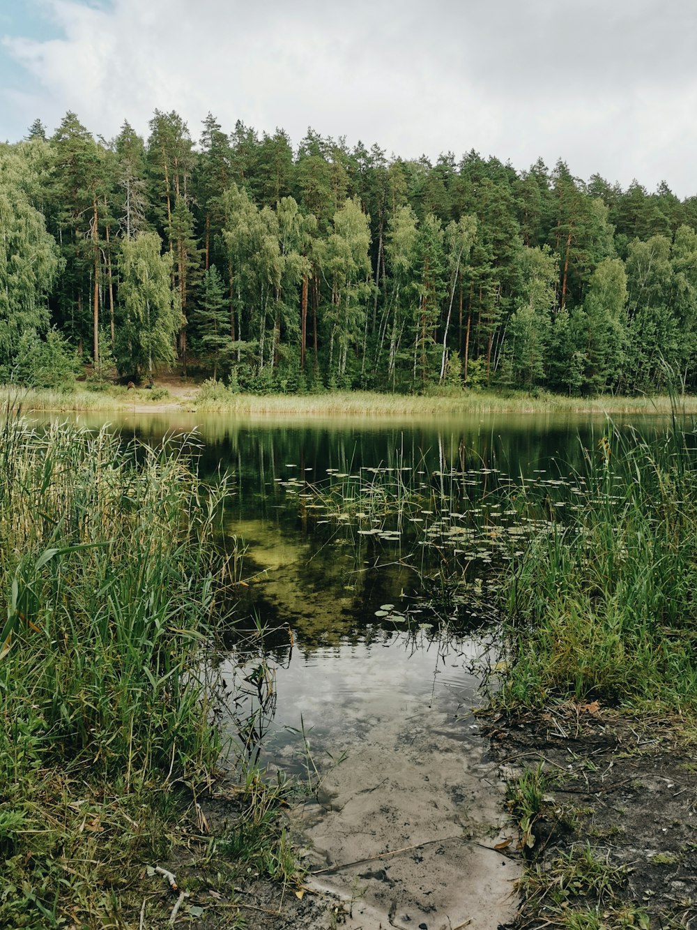 green grass near lake during daytime