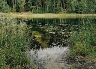 green grass near lake during daytime