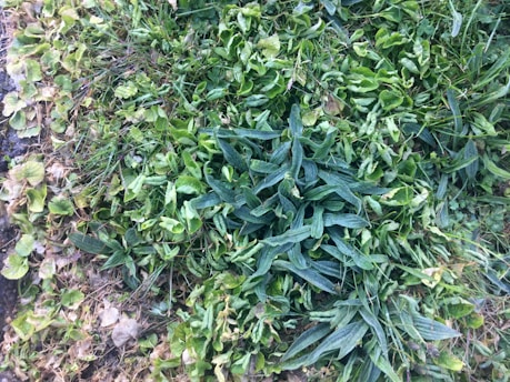A patch of various green plants growing closely together on the ground, featuring a mix of broad and narrow leaves. Some leaves appear to be wilting while others are vibrant, with hints of dryness around the edges.