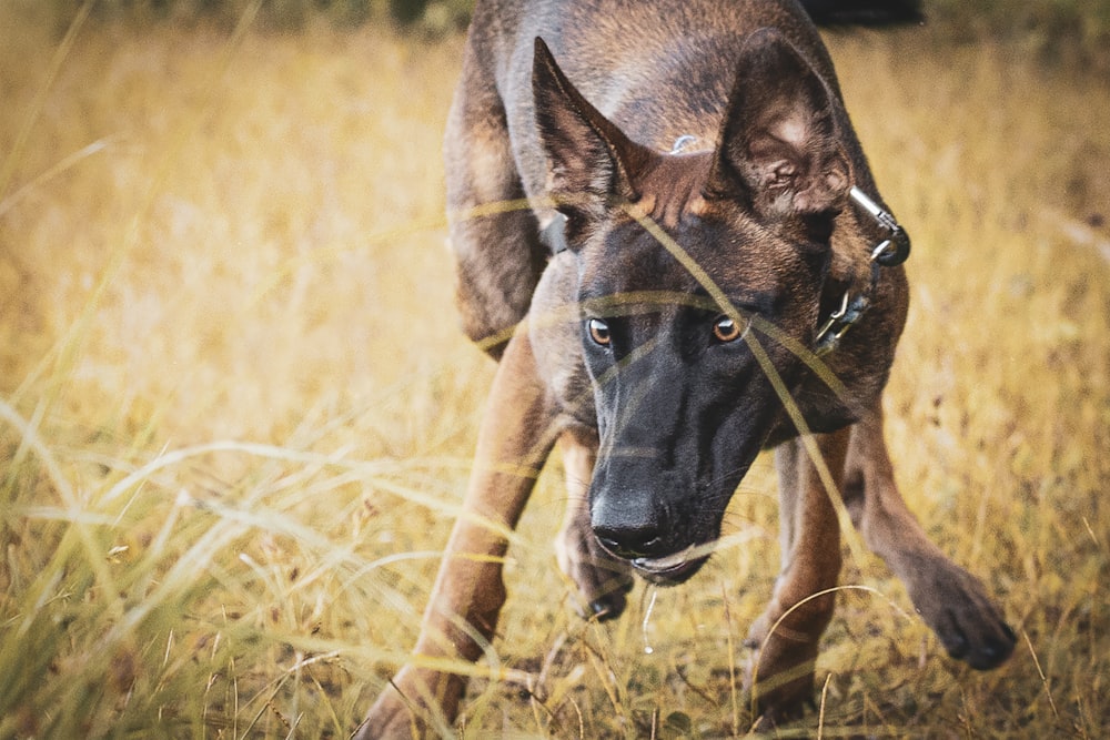 cão marrom e preto de pelagem curta no campo de grama marrom durante o dia