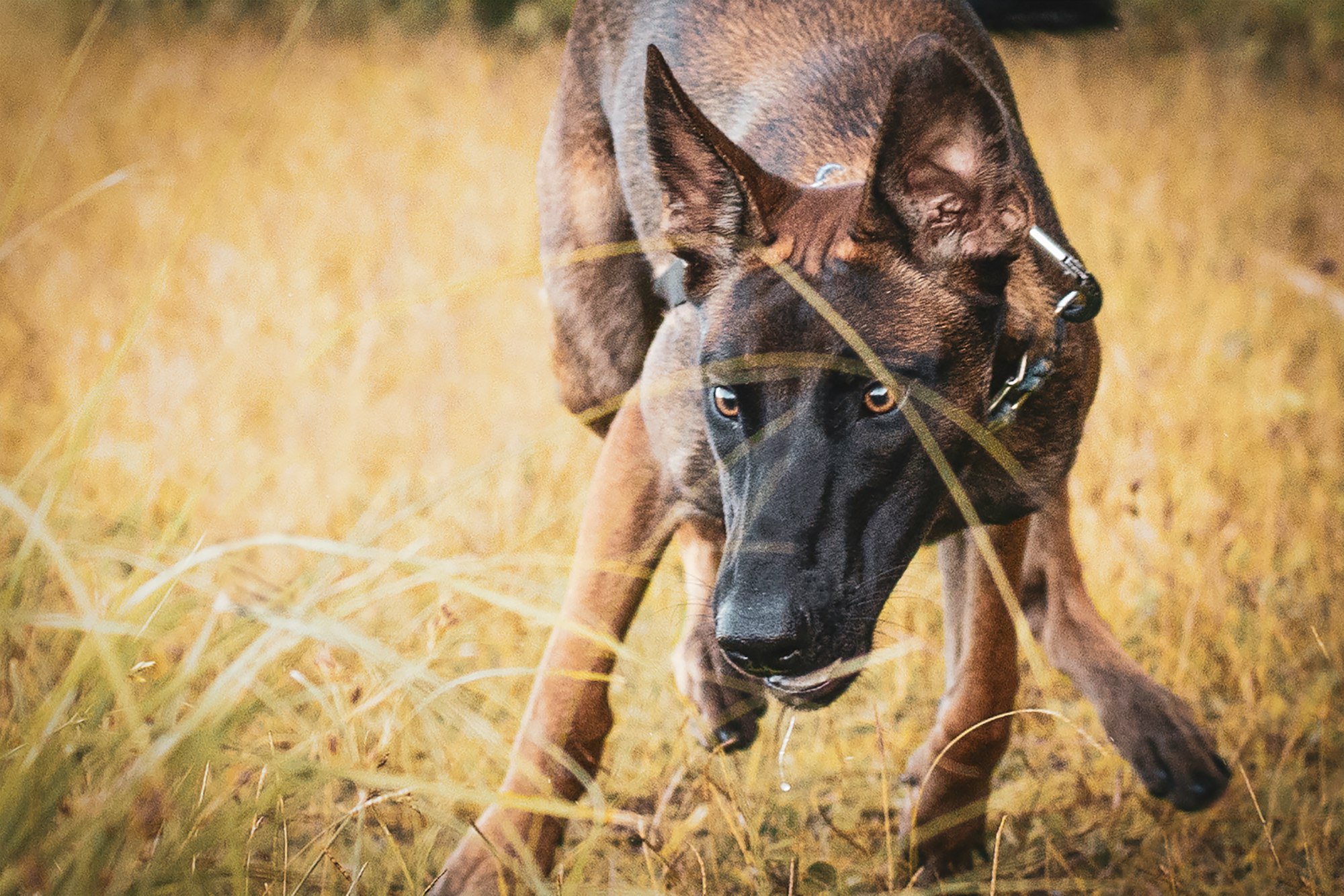 belgian malinois price