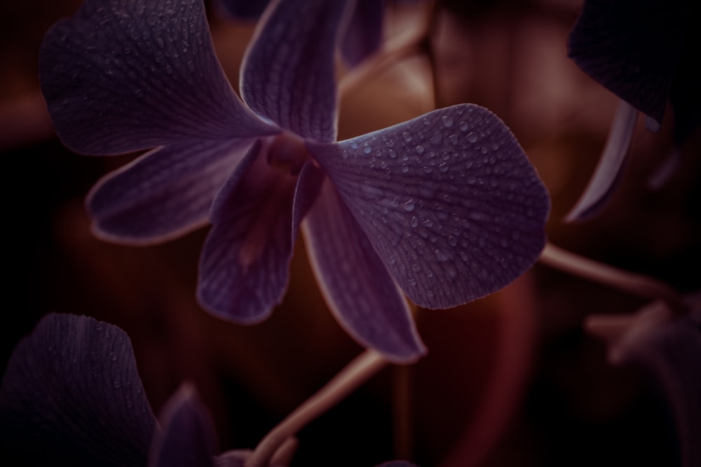purple and white flower in macro shot