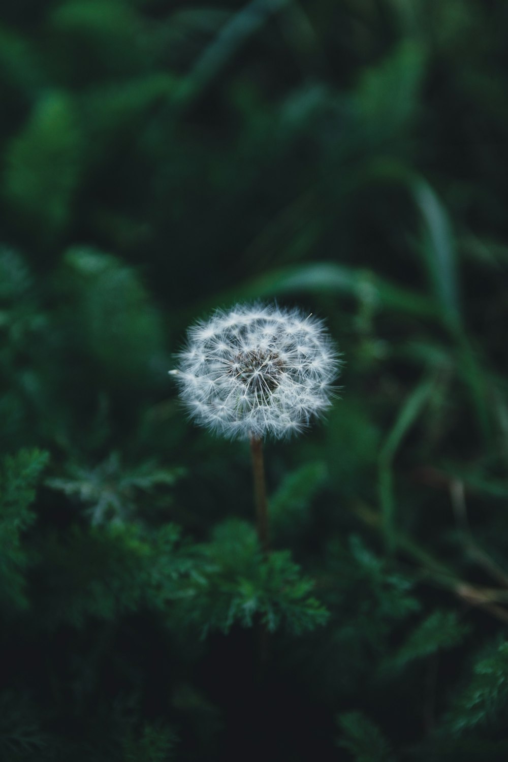 white dandelion in close up photography