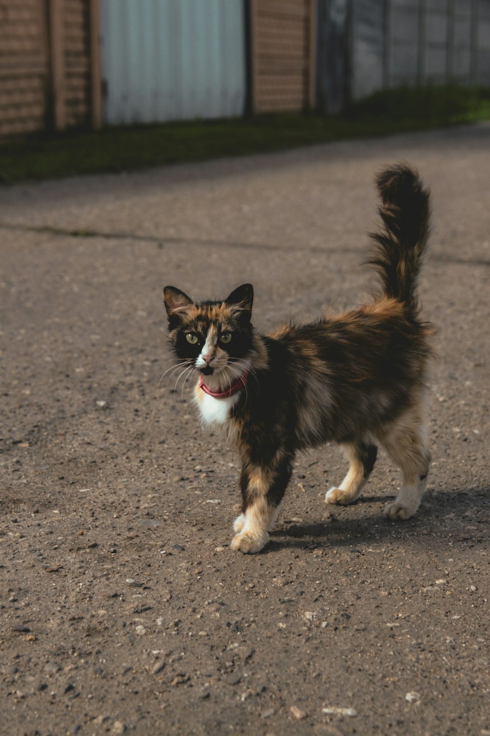 brown and black short coated dog running on gray concrete road during daytime