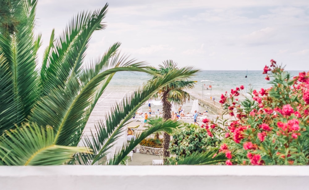 green palm tree near body of water during daytime