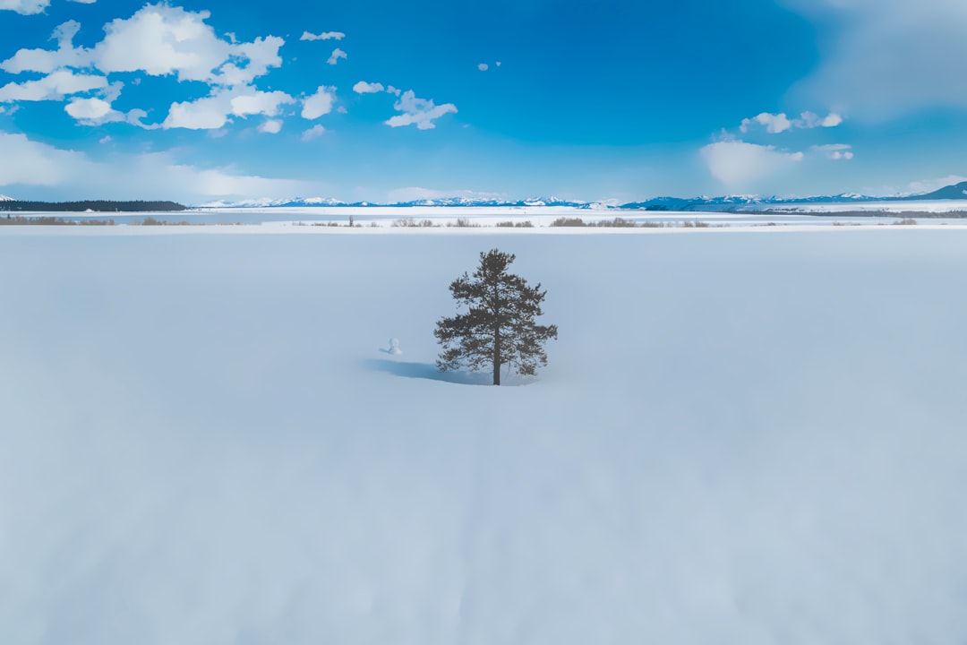 green tree on snow covered ground under blue sky during daytime