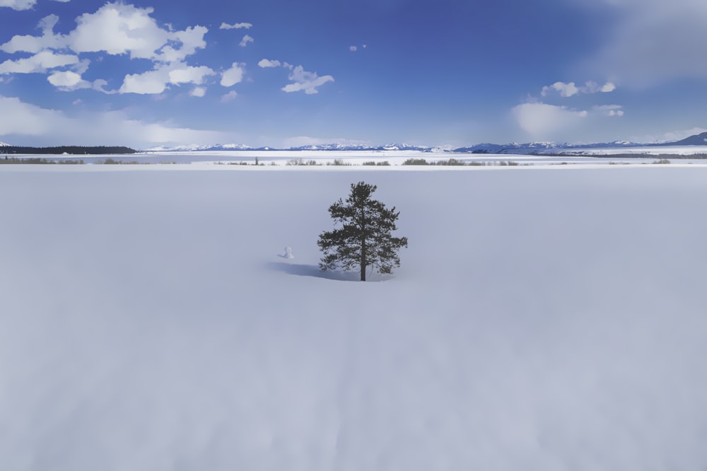 green tree on snow covered ground under blue sky during daytime