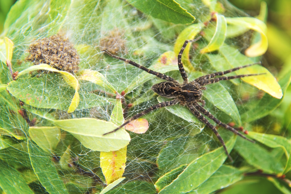 緑の葉の上の茶色のクモ