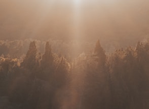 A serene outdoor sauna surrounded by lush forest under soft golden light.