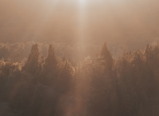 A serene forest bathed in warm, golden sunlight casting a gentle glow over the trees, creating a soft, ethereal atmosphere.