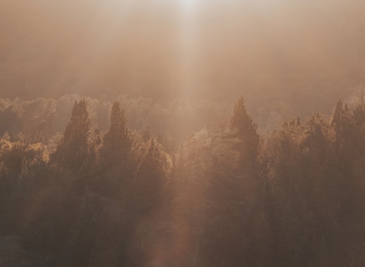 A serene forest path bathed in soft golden light, evoking calm and connection.