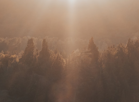 A peaceful trail winding through trees bathed in the golden glow of dawn.