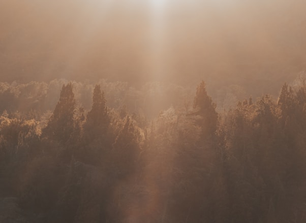 A serene forest bathed in warm, golden sunlight casting a gentle glow over the trees, creating a soft, ethereal atmosphere.