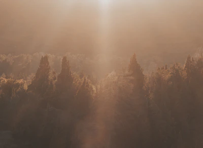 A serene Belarusian forest bathed in soft morning light, symbolizing hope and renewal.