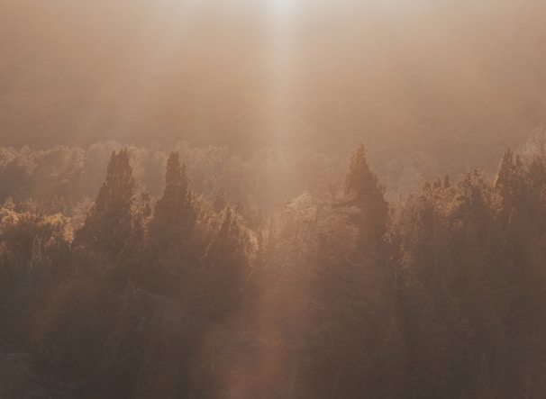 A peaceful forest path bathed in golden sunlight.