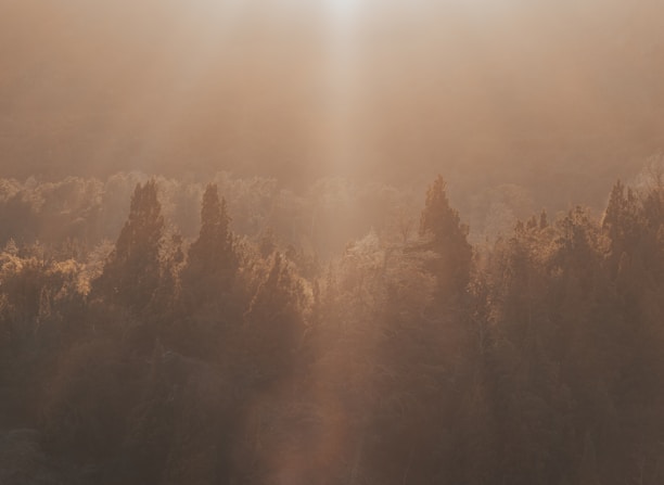 A serene forest clearing bathed in golden sunlight, symbolizing nature's sacredness.