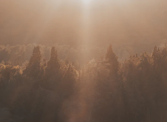 A serene Minas Gerais forest with native candeia trees bathed in soft morning light.