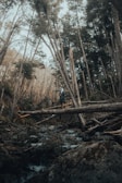 Close-up of a rider balancing on a narrow log obstacle in the forest.