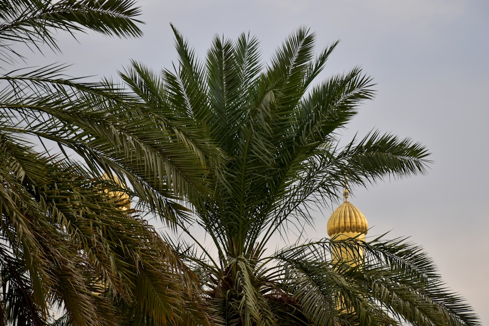 green palm tree under blue sky during daytime