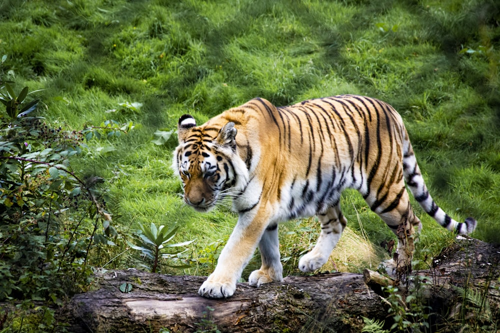 tiger walking on green grass during daytime