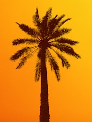 green palm tree under blue sky during daytime