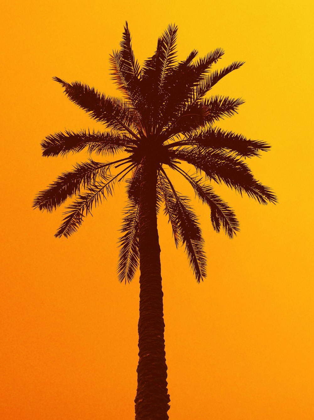 green palm tree under blue sky during daytime