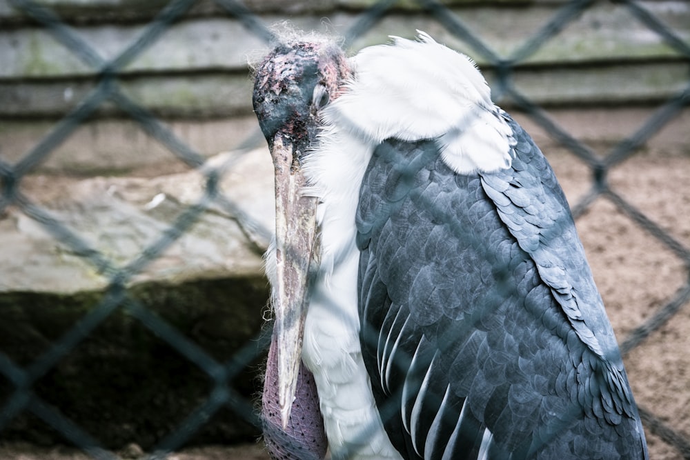 white and black bird in cage