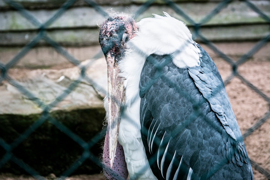 white and black bird in cage