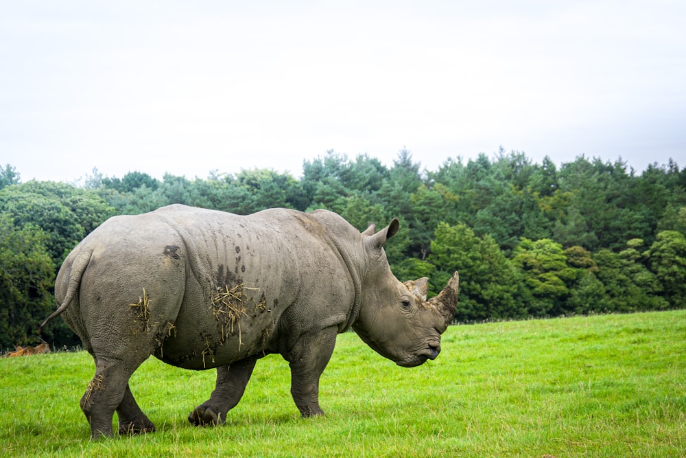 rhinocéros brun sur un champ d’herbe verte pendant la journée