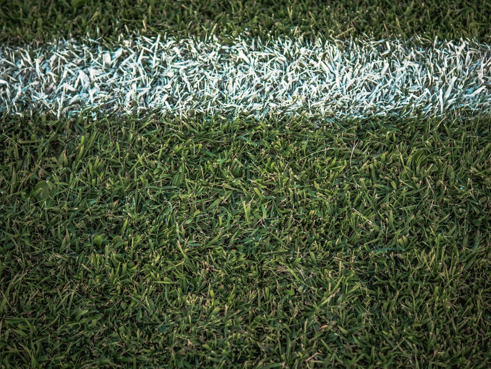 green grass field during daytime