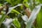 Close-up view of corn growing in a field, with green corn leaves surrounding mature corn ears with brown husks.