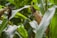 Close-up view of corn growing in a field, with green corn leaves surrounding mature corn ears with brown husks.