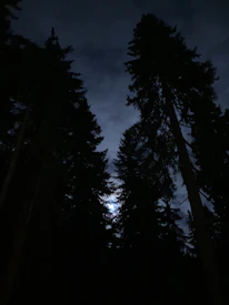 Epic Nordic forest under moonlight with shadowy wolf silhouettes.