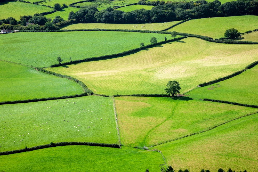 green grass field during daytime