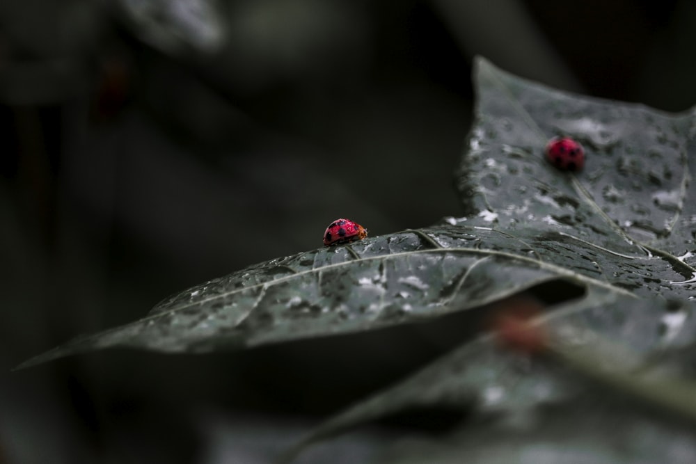 red ladybug on green leaf in close up photography during daytime