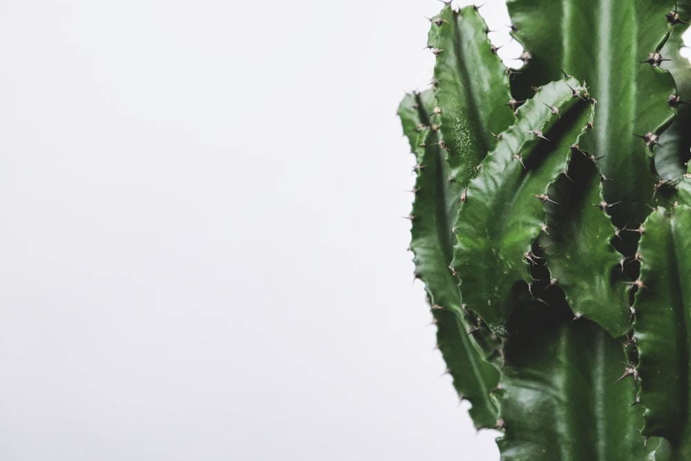 green leaves on white background