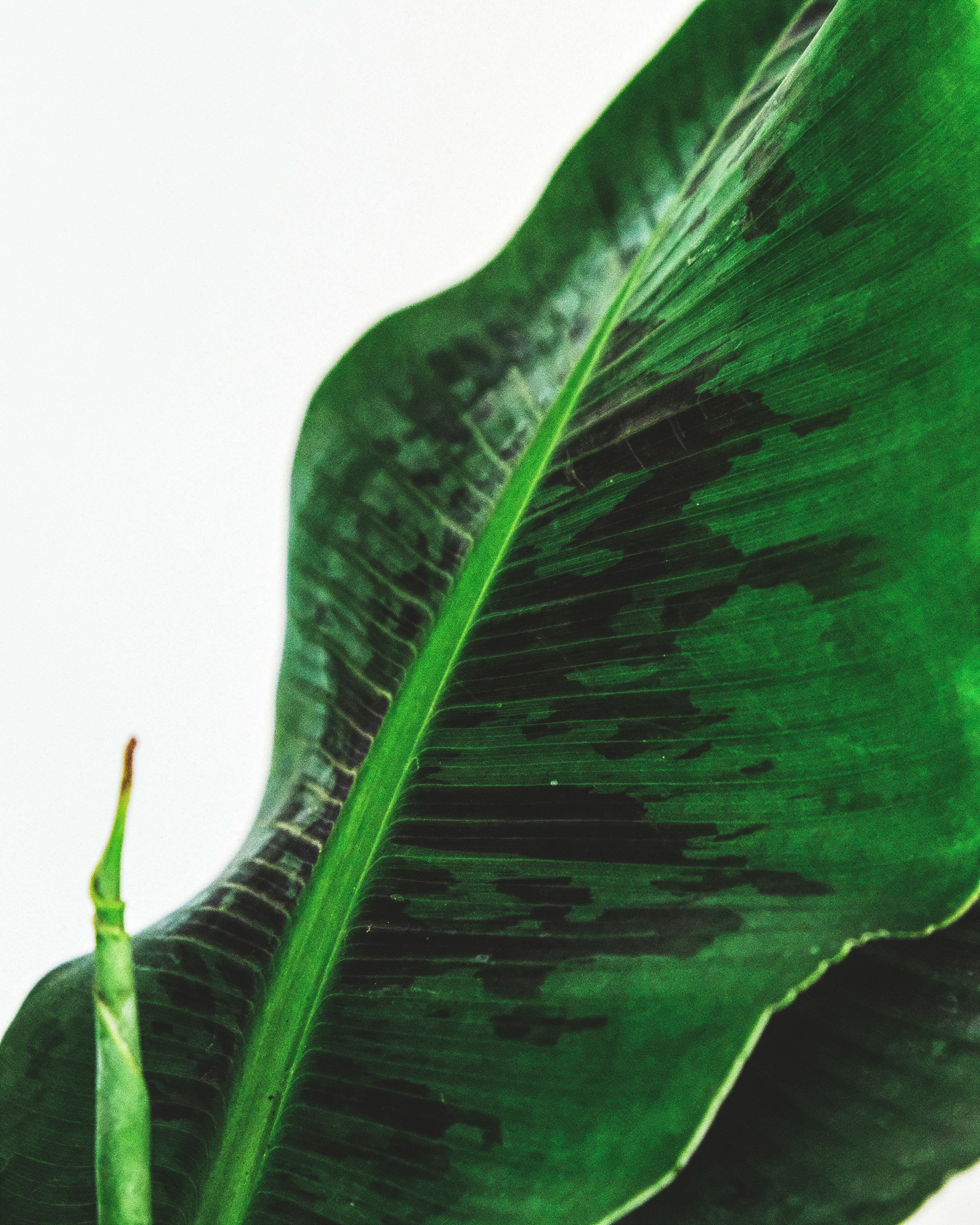 green leaf with water droplets