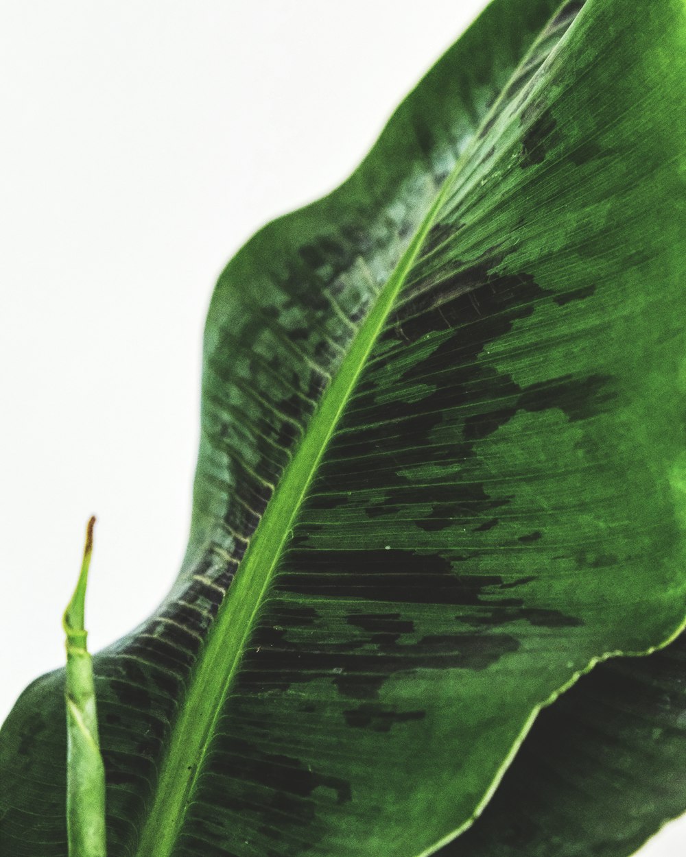 green leaf with water droplets