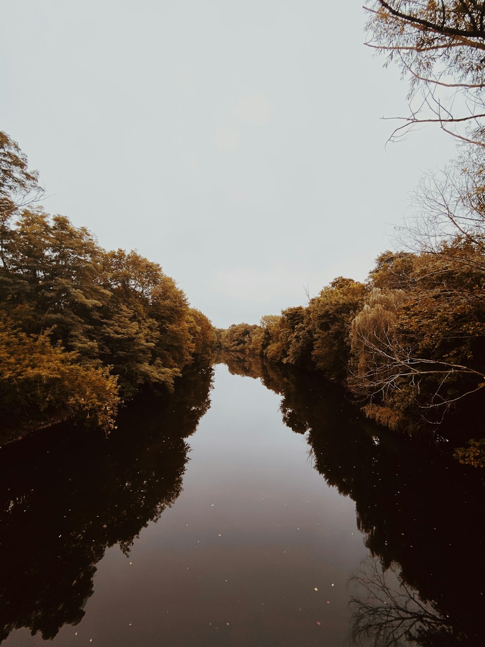 brown trees beside river under white sky during daytime