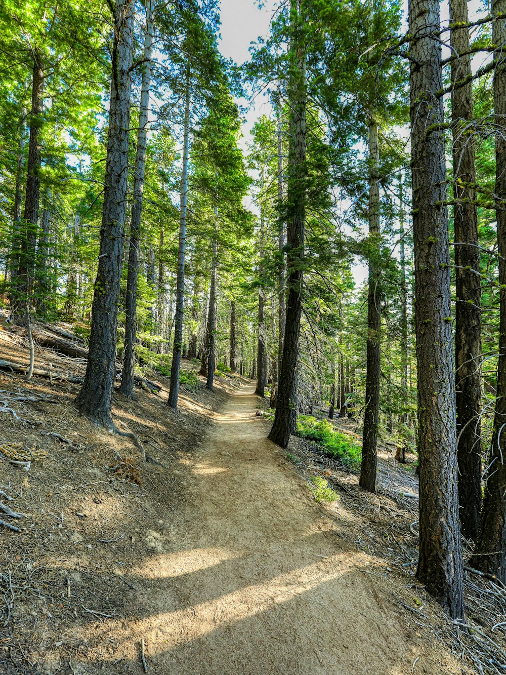 green trees on brown soil