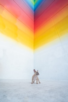 A small brown dog stands on a light-colored floor, positioned at the intersection of two brightly painted walls. The walls feature a vibrant gradient of colors forming a V shape, transitioning through shades of yellow, orange, red, and blue.