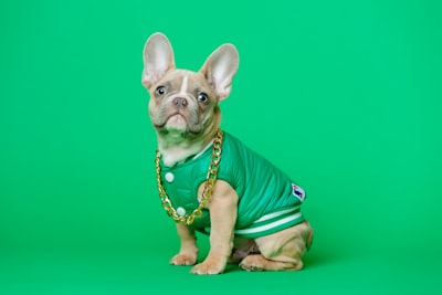 brown and white short coated puppy wearing green shirt hilarious google meet background