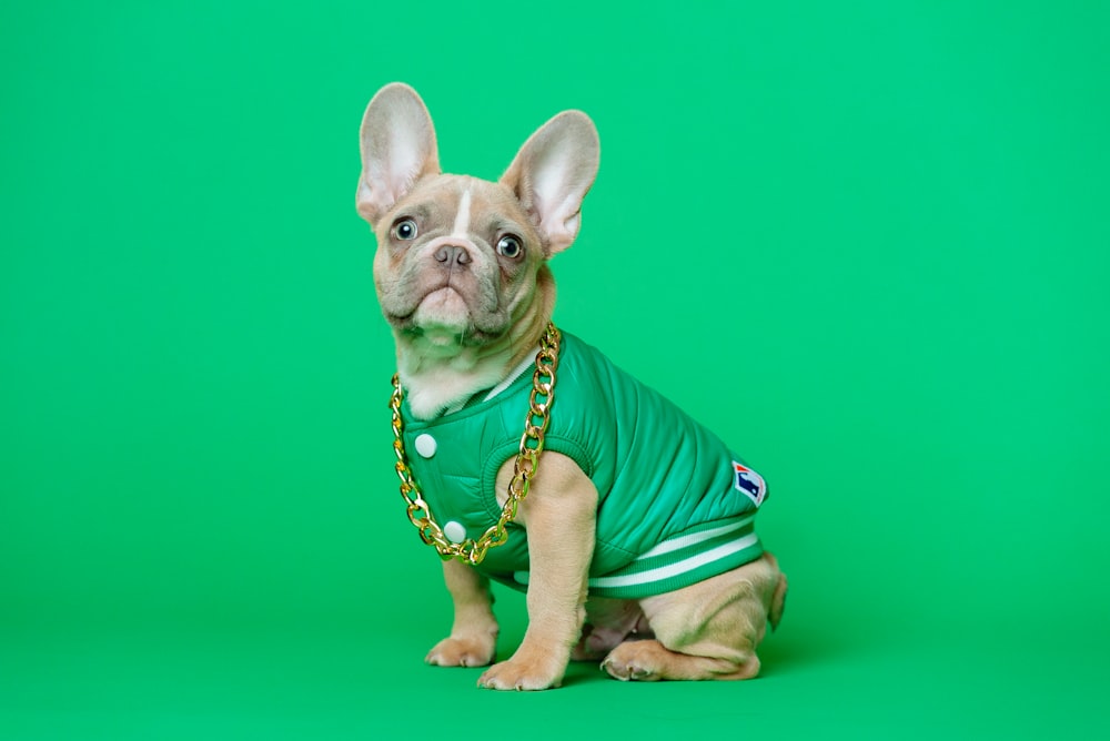 brown and white short coated puppy wearing green shirt