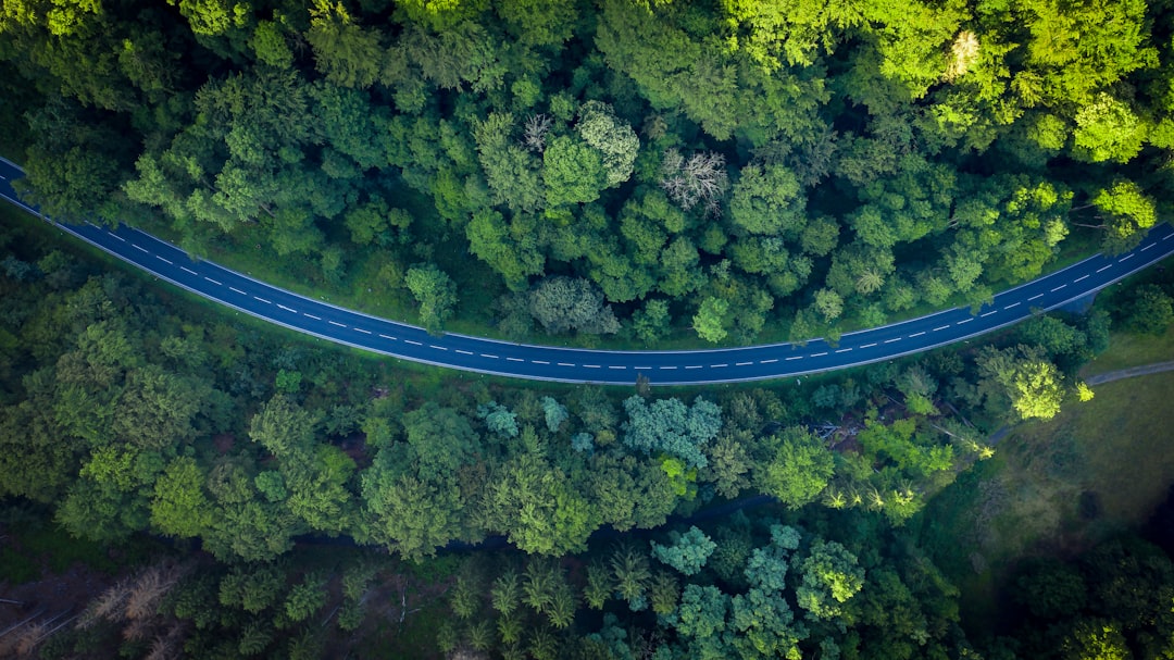 aerial view of green trees and road